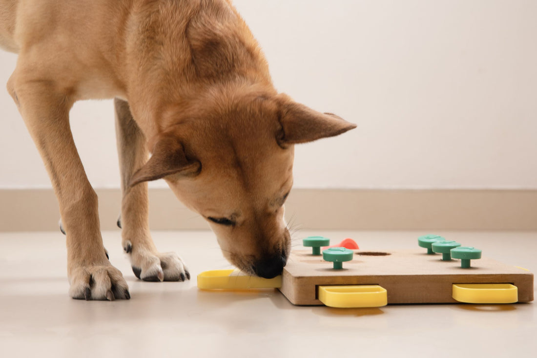 5 Easy Enrichment Ideas You Can Do at Home