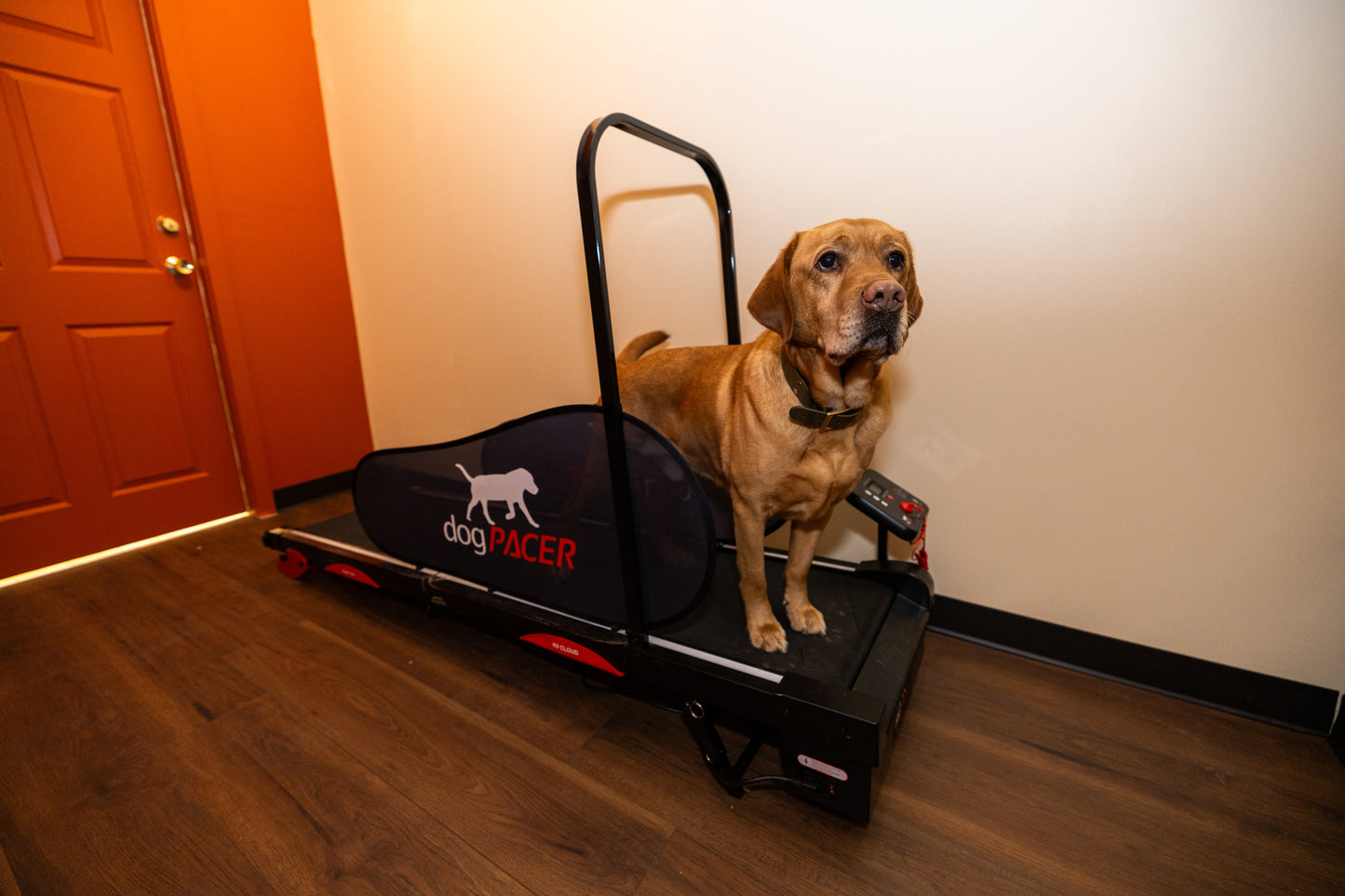 Treadmill Appointment