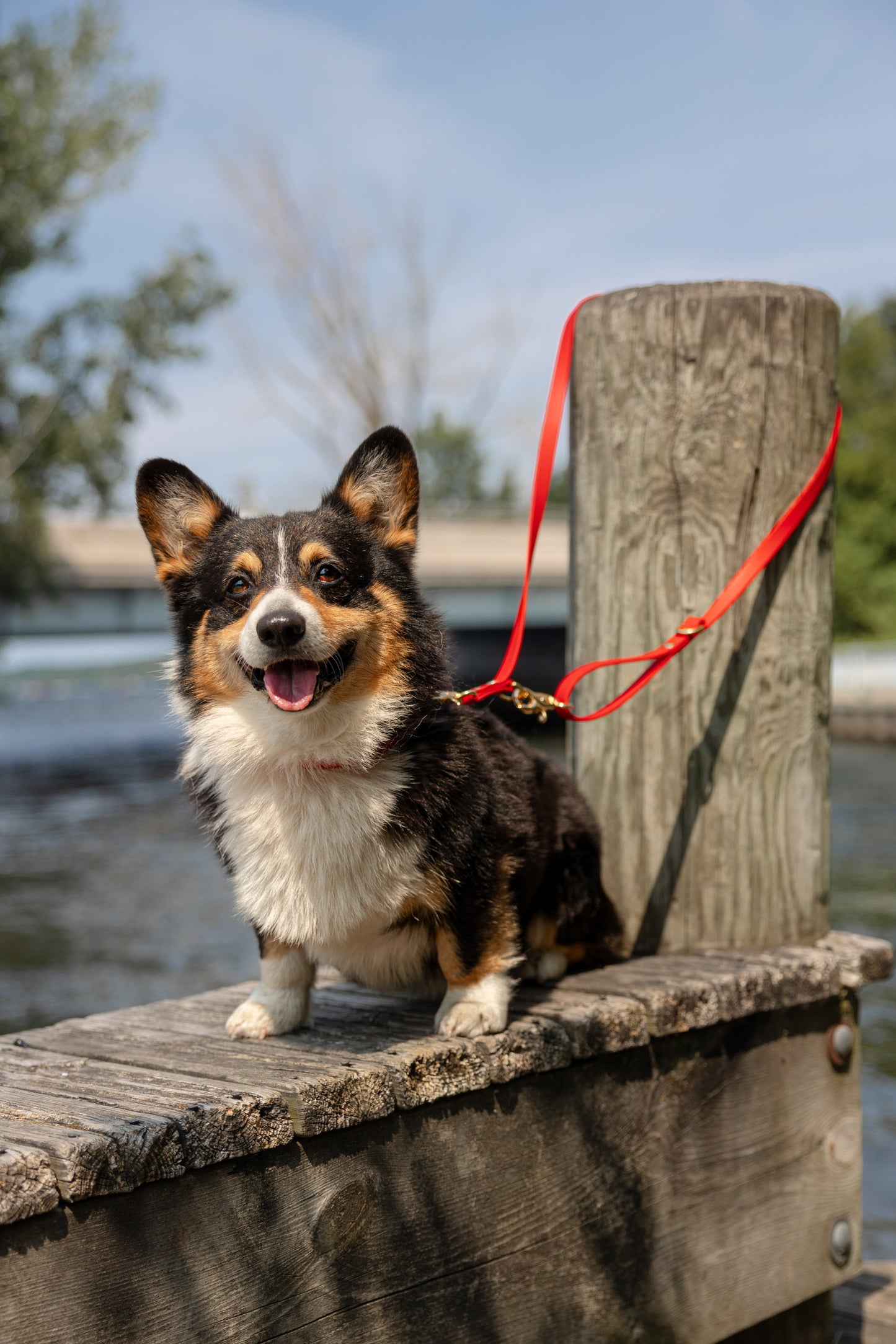 Training Leash