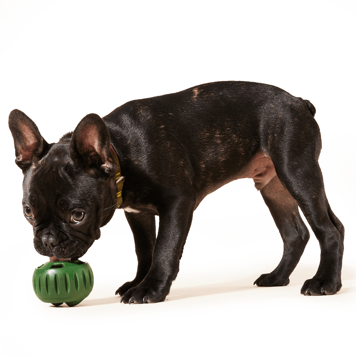Woof Calming Vitamin Pops