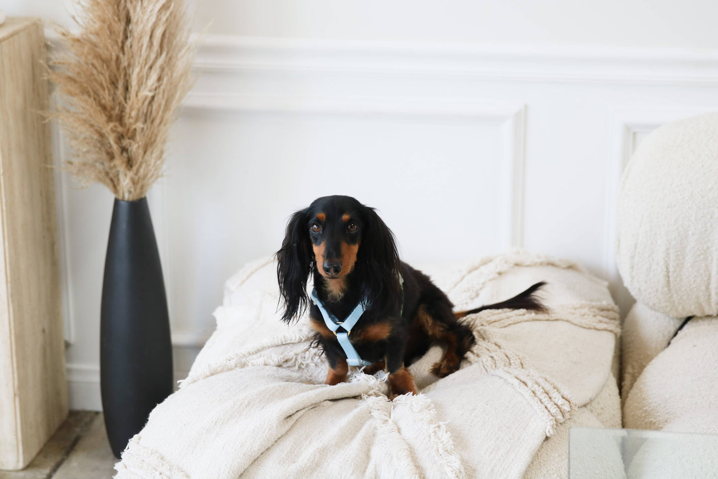 Blue + Sage Green - Dog Harness
