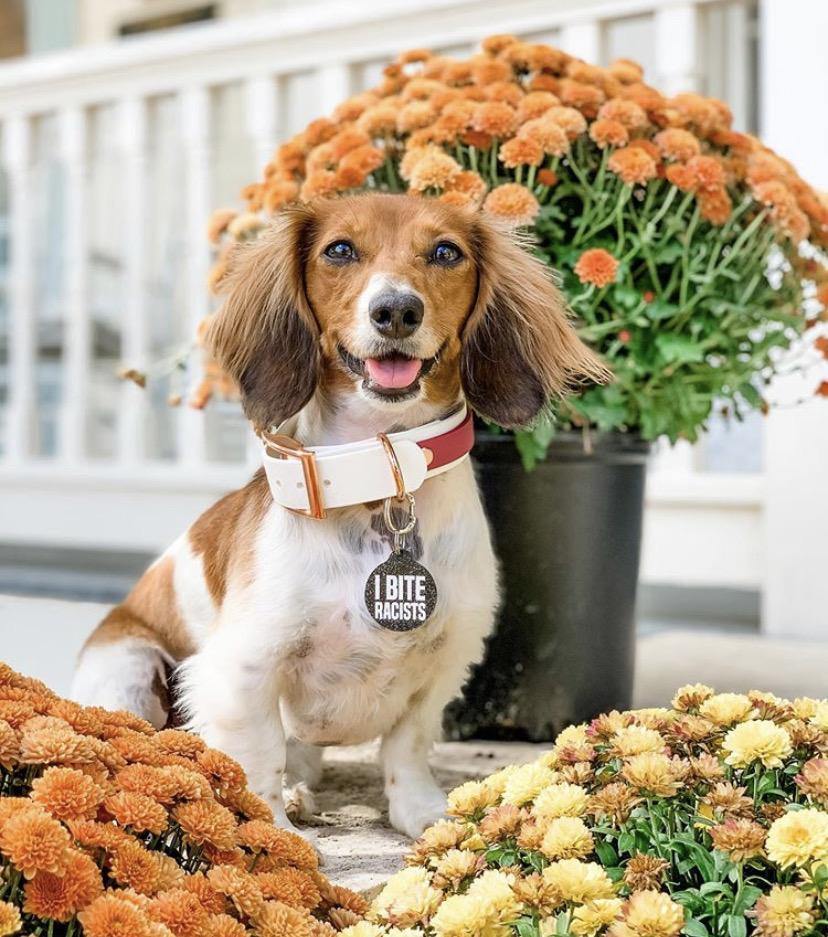 1" Two Tone Collar - Contigo Dogs