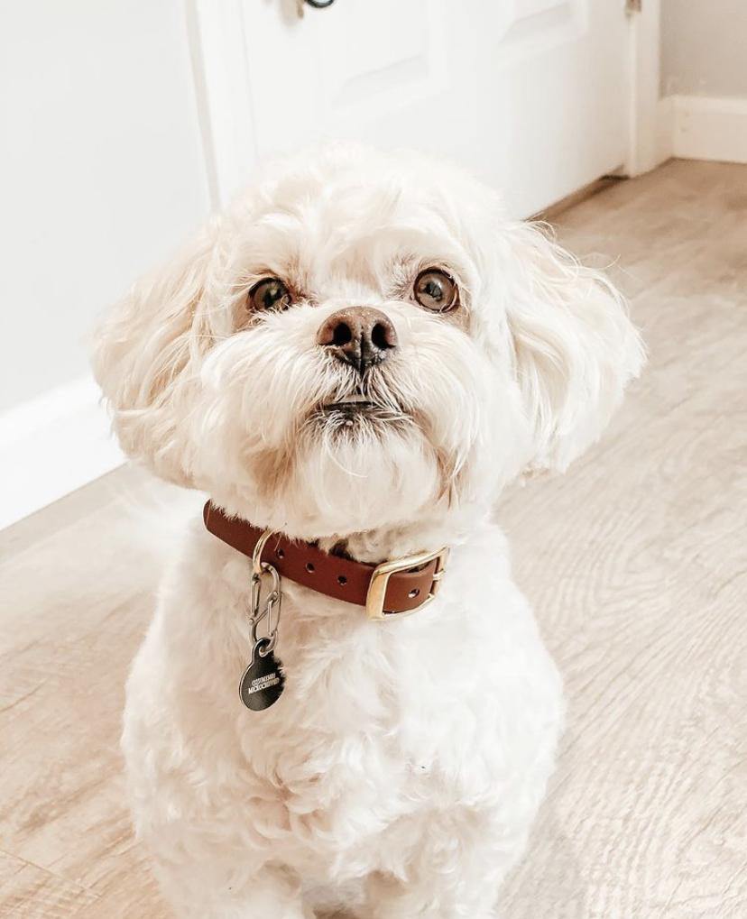 5/8'' Collar - Contigo Dogs