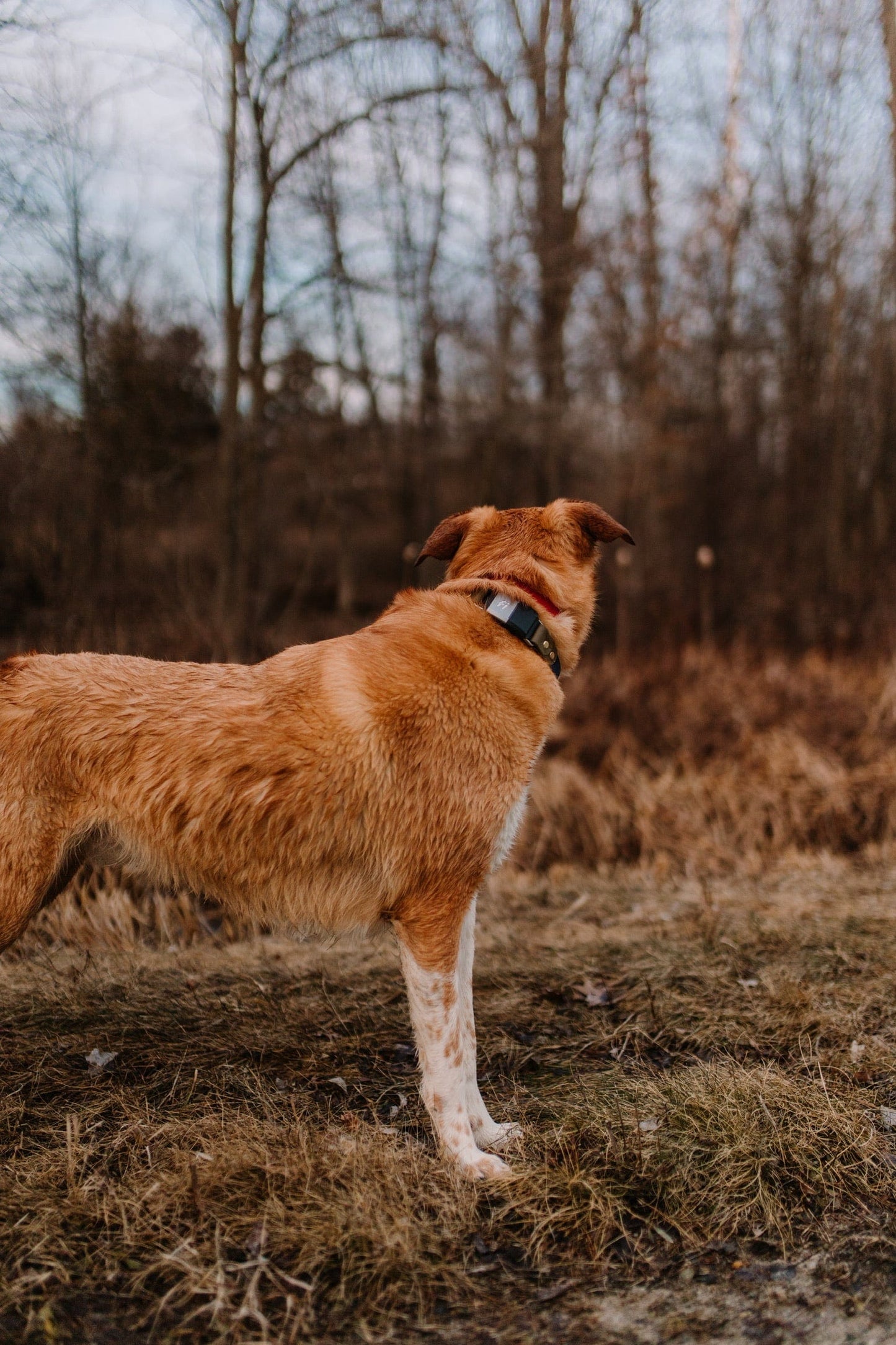 1" Fi Dog Collar (series 2)