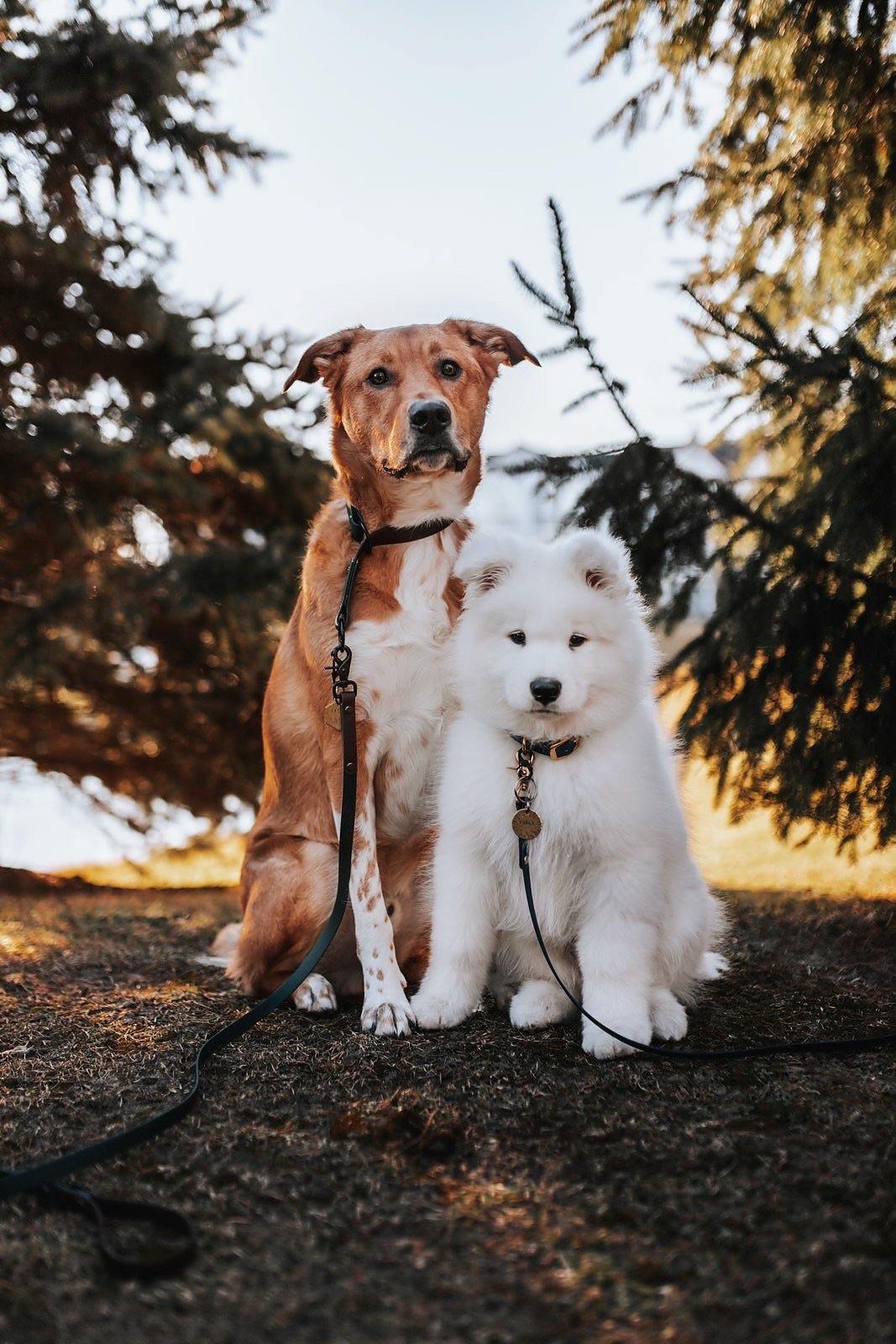 Leash - Contigo Dogs