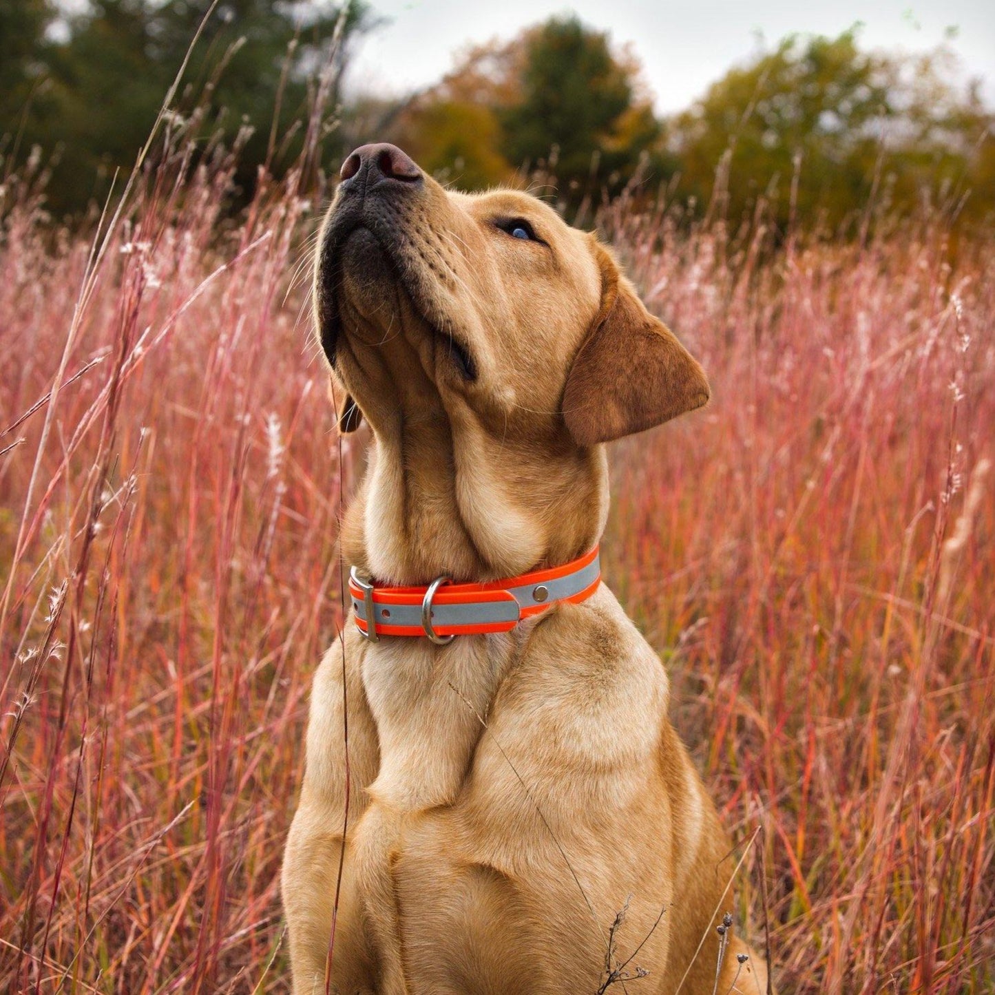 1" Reflective Collar - Contigo Dogs