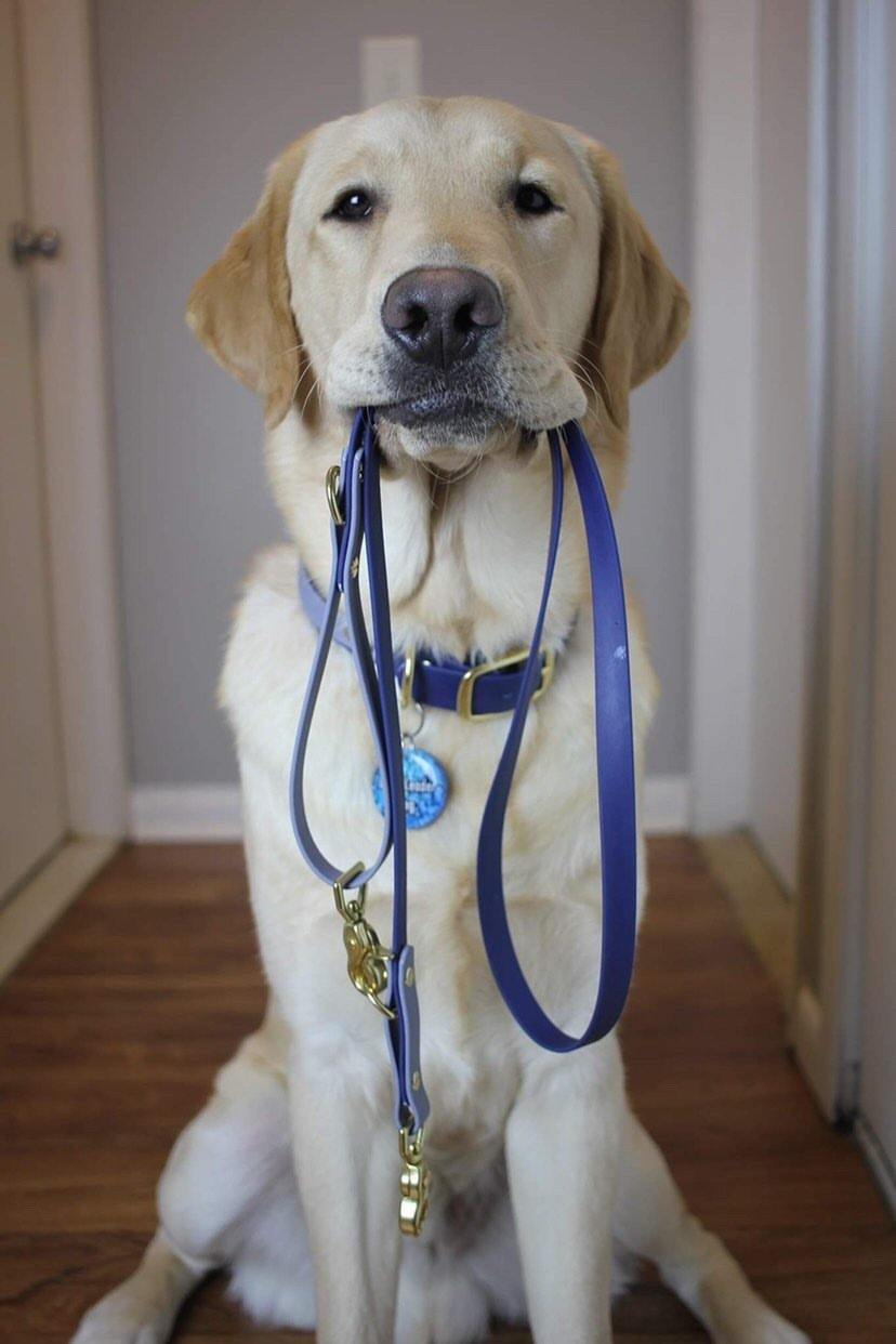 Two Tone Training Leash - Contigo Dogs