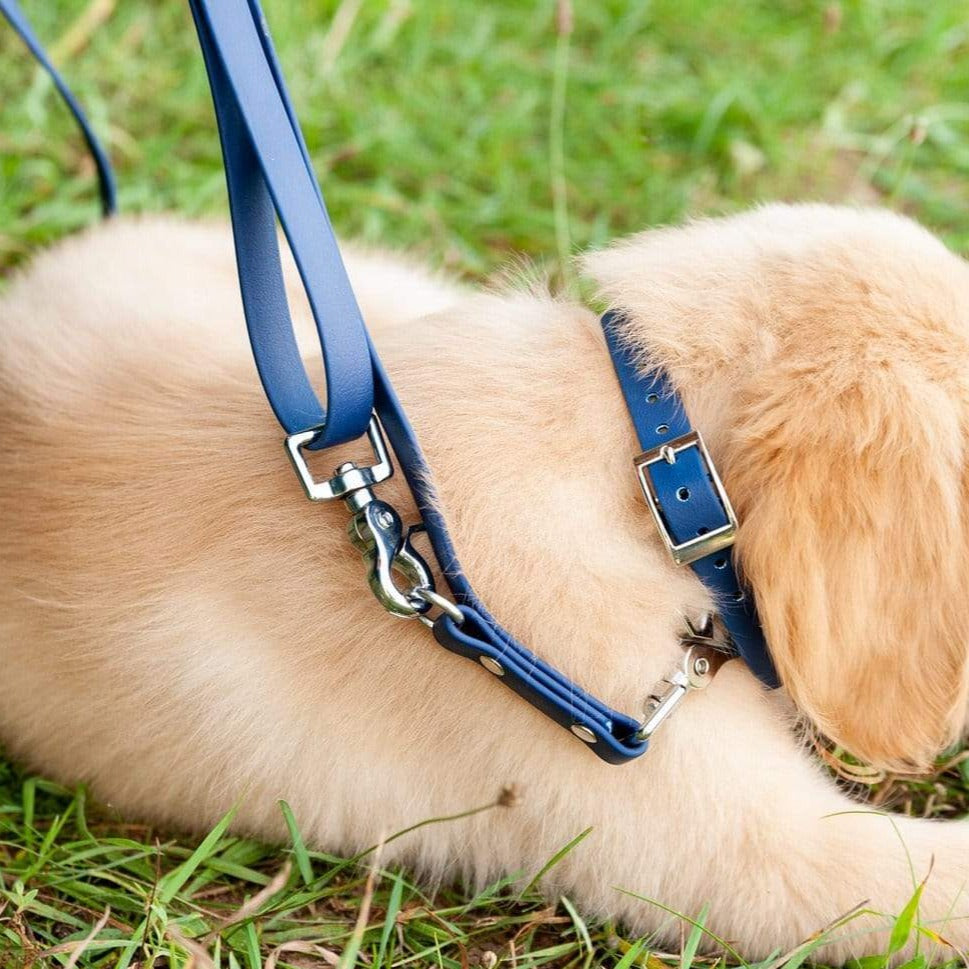 Training Leash