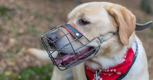 Muzzles for Dogs: Why They Are Important, Safe, and a Great Training Tool