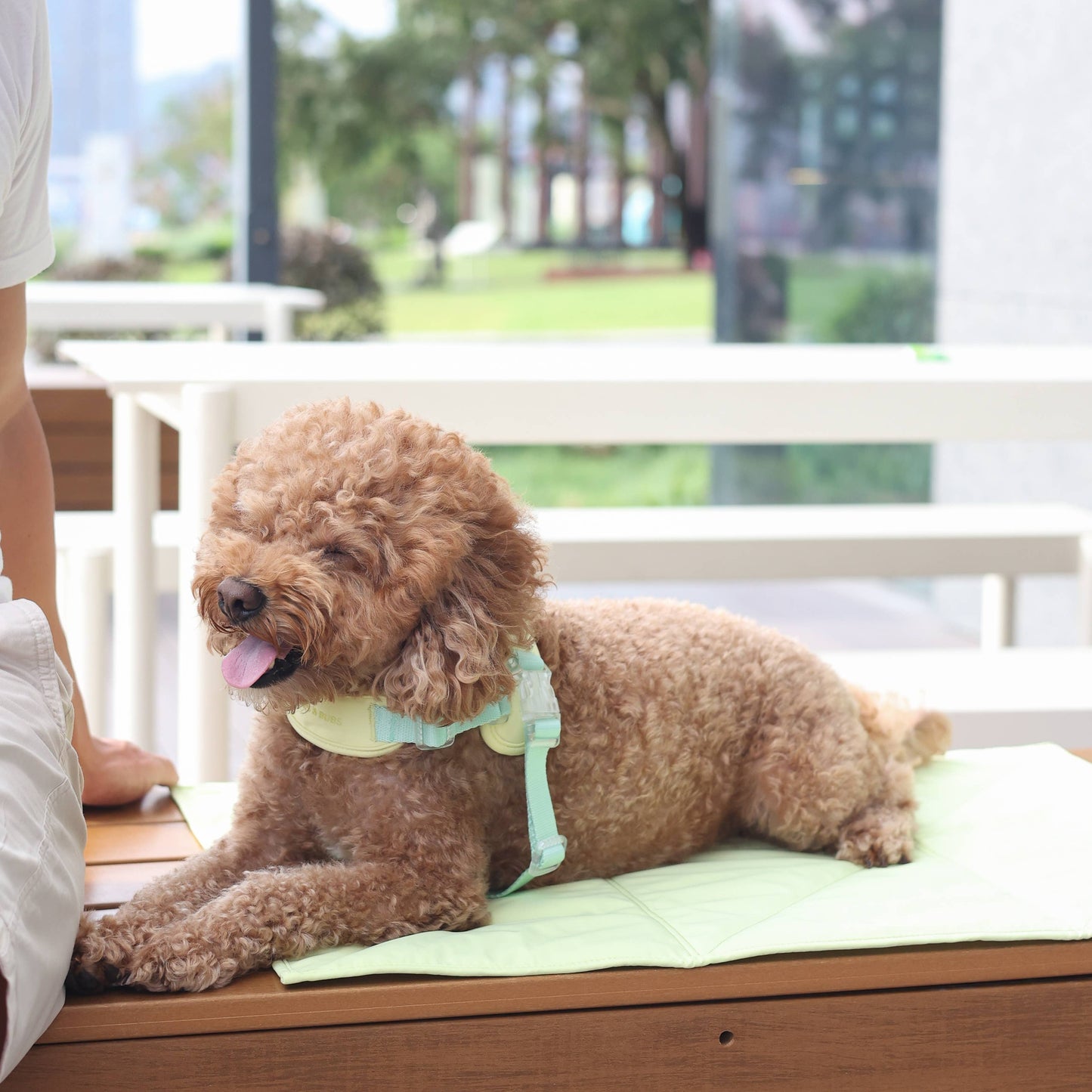 Jouir Pet Travel Mat | Non-slip, Light-weight, Foldable