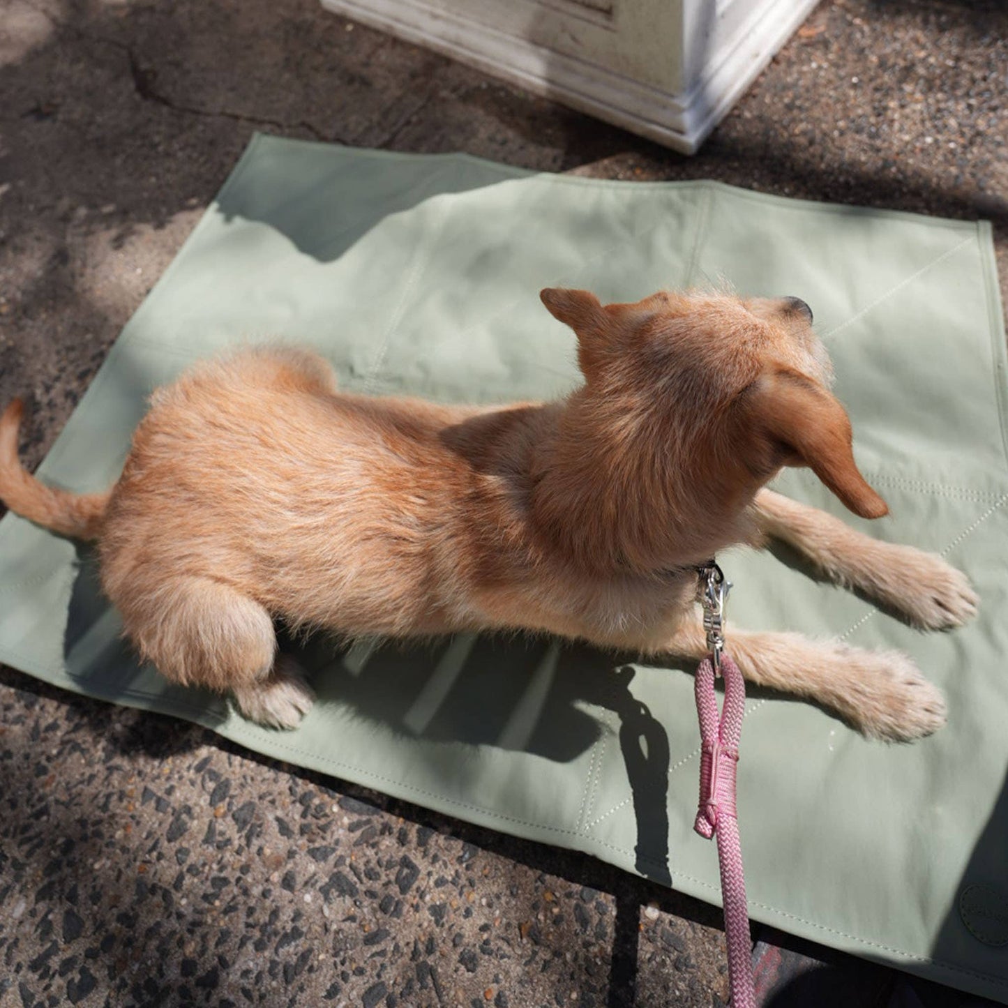 Jouir Pet Travel Mat | Non-slip, Light-weight, Foldable