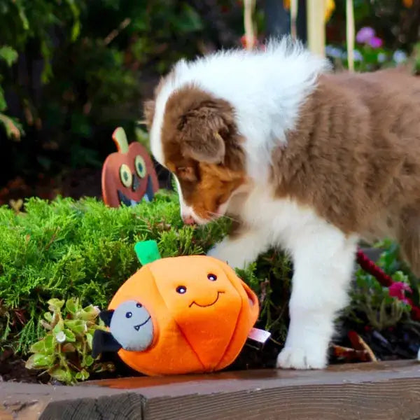 Zippy Burrow - Pumpkin - Halloween Dog Toy