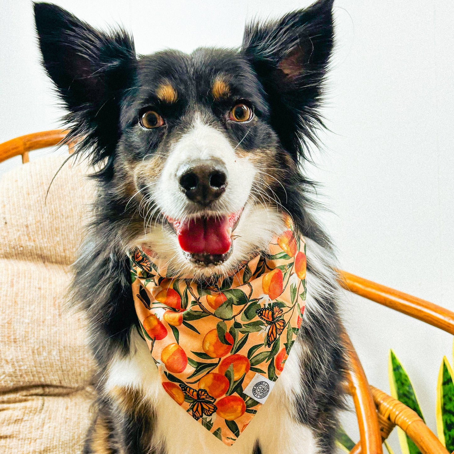 Clementine Bandana