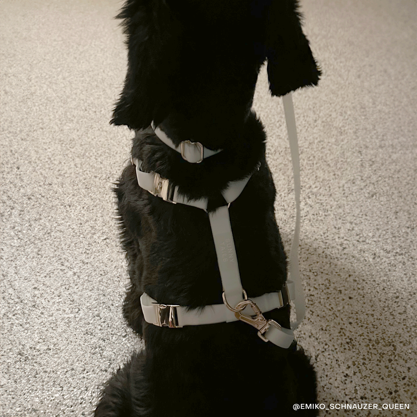 Lunar Glow Wide 4-in-1 Convertible Hands Free Cloud Dog Leash