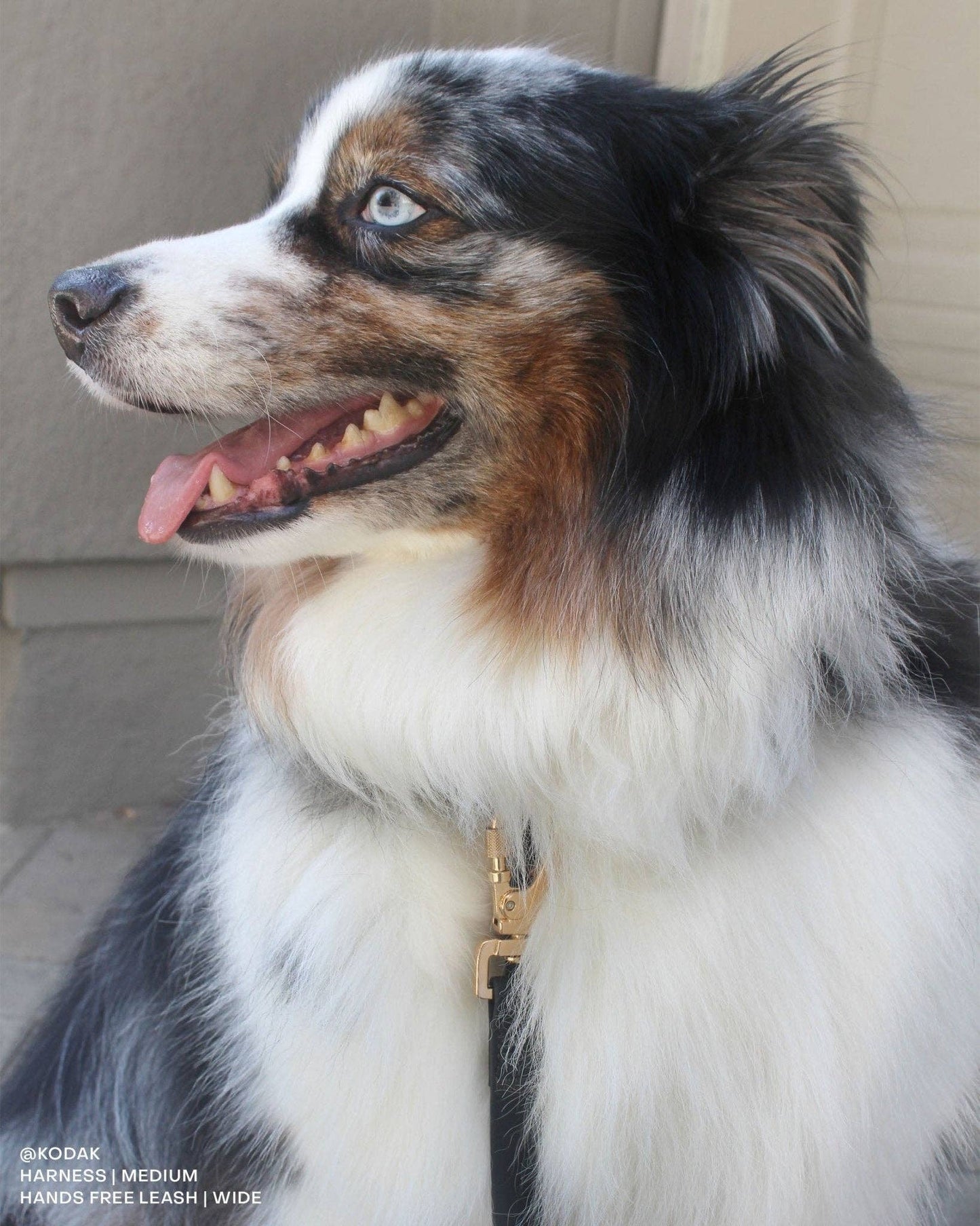 Ember Black Cloud Lite Dog Harness