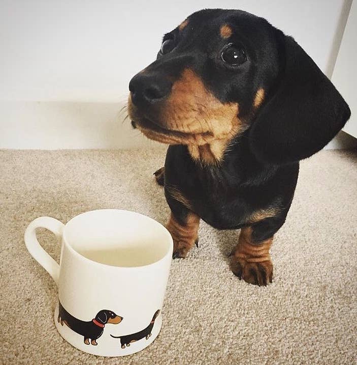 Dachshund Mug