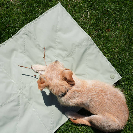 Jouir Pet Travel Mat | Non-slip, Light-weight, Foldable