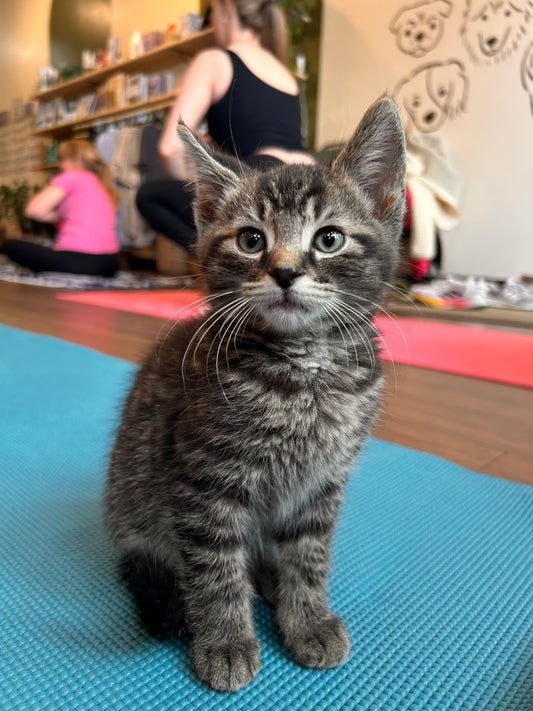 Kitten Yoga Class
