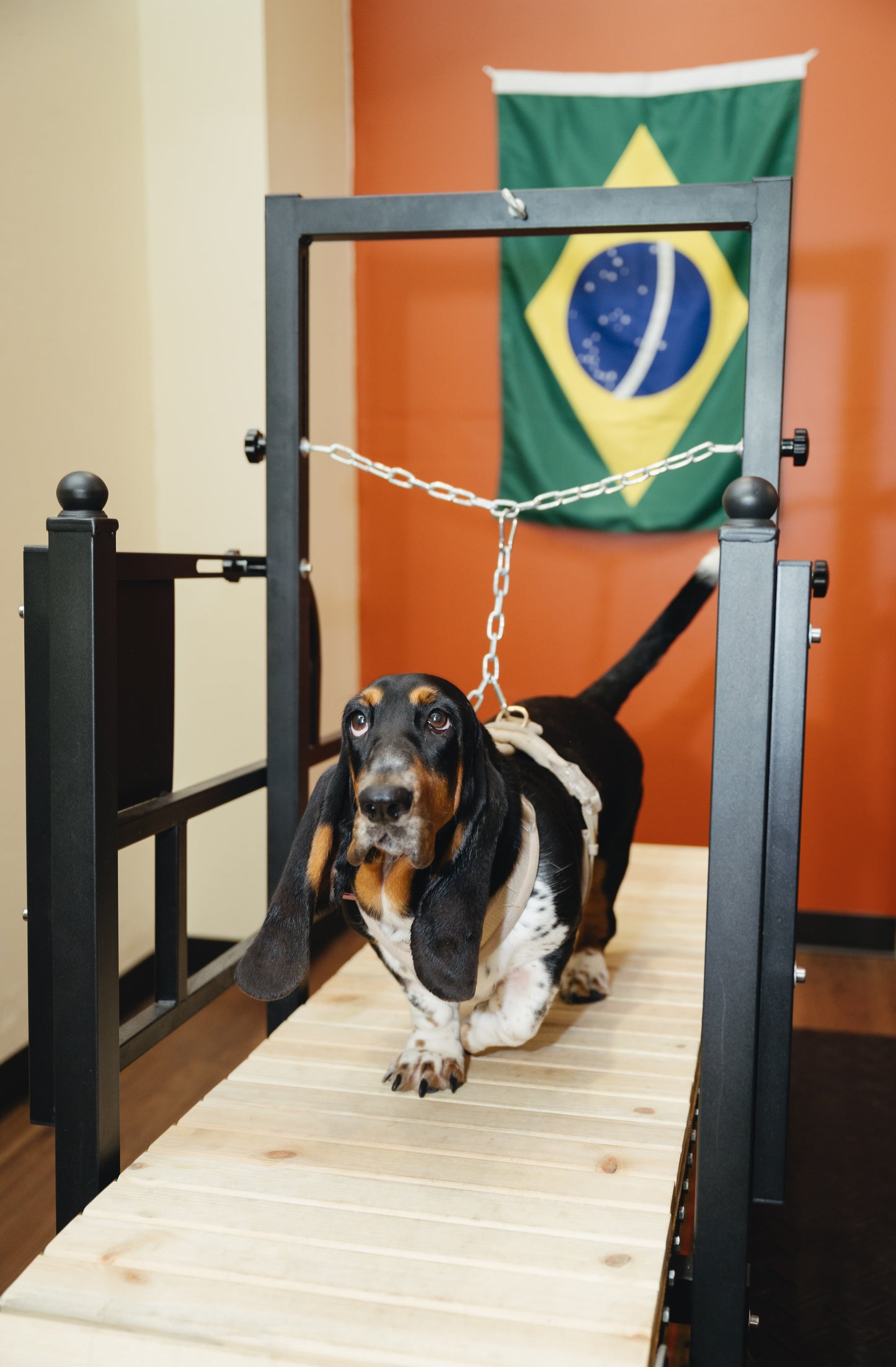 Treadmill Appointment