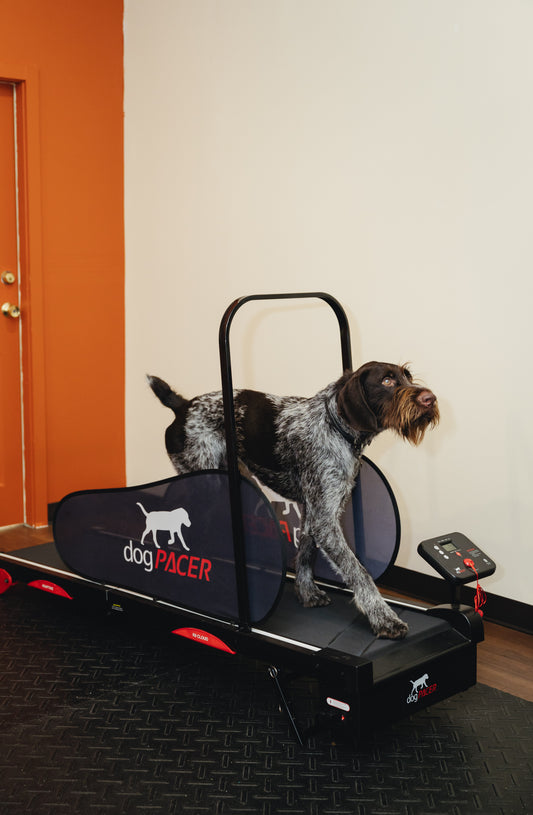 Treadmill Appointment