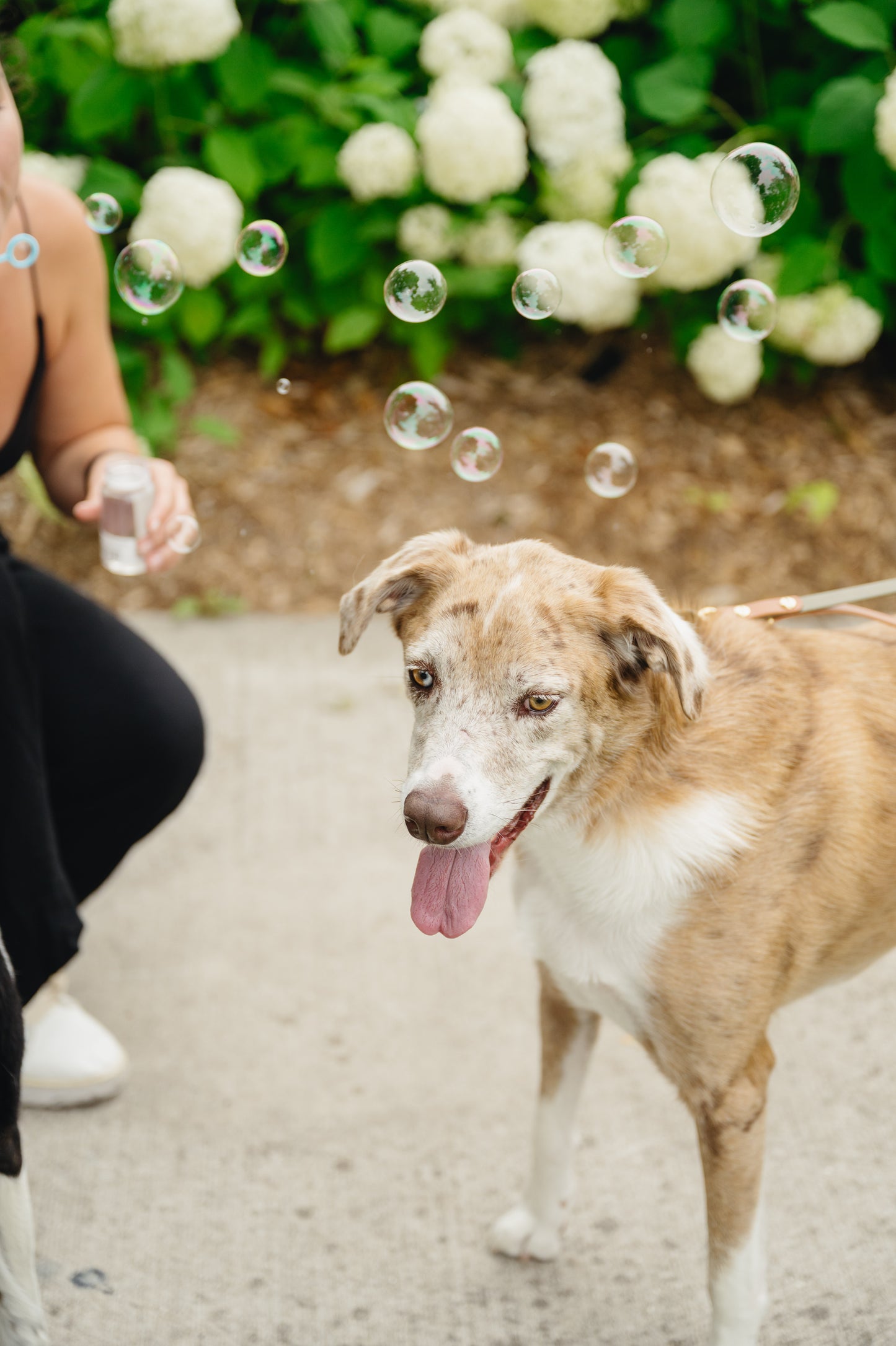 Gourmet Dog Bubbles