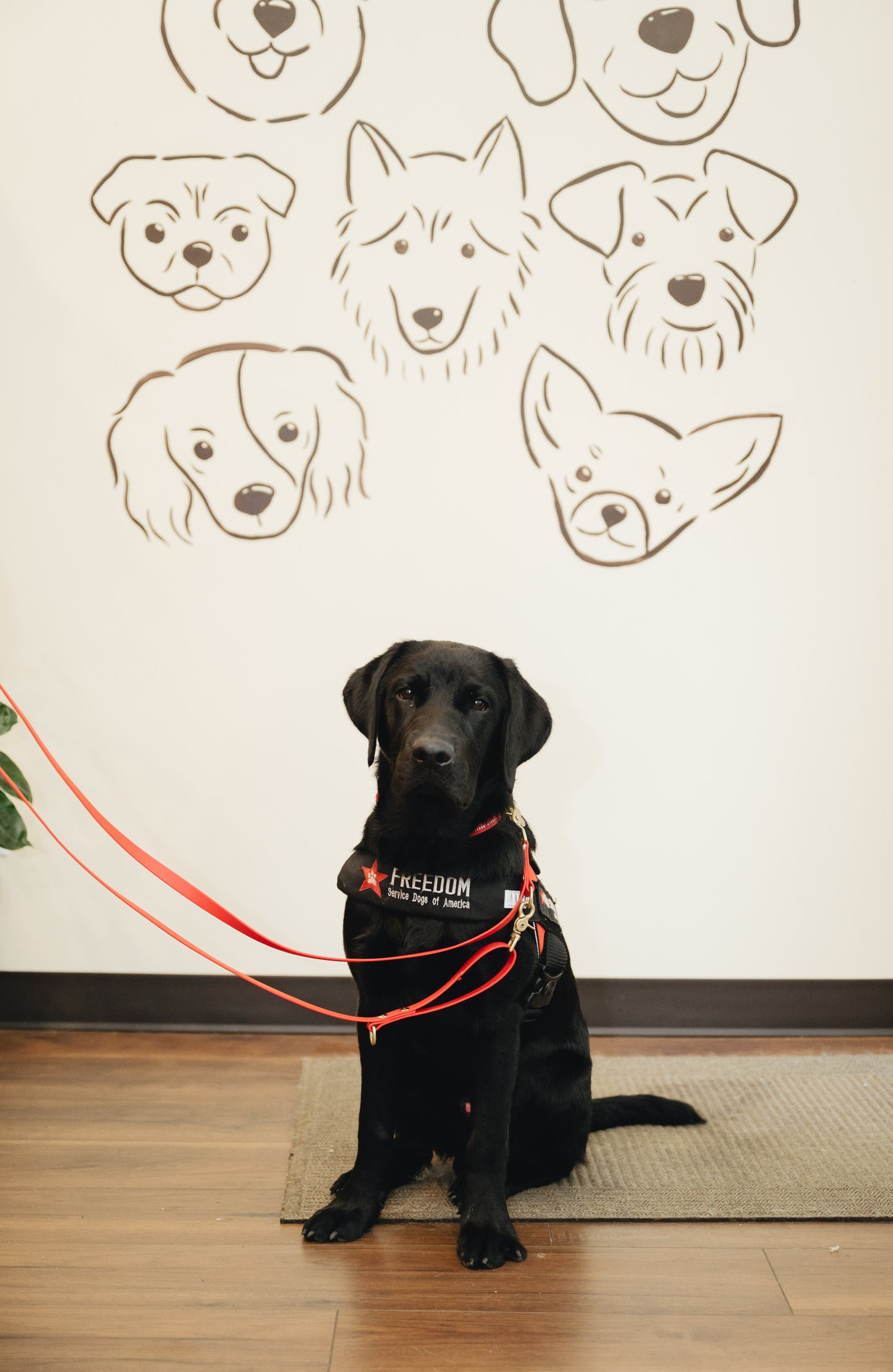 Training Leash