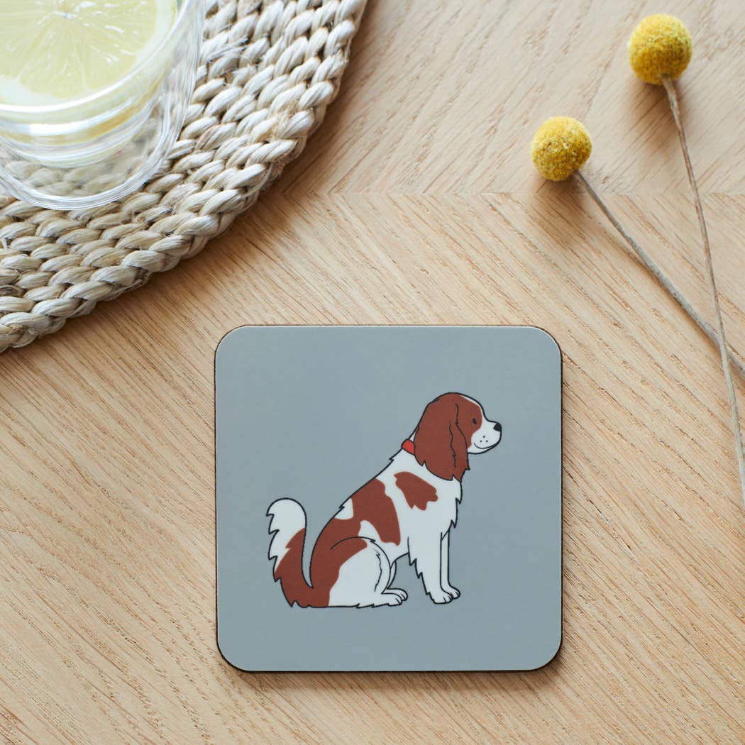 Coaster - King Charles Cavalier Spaniel