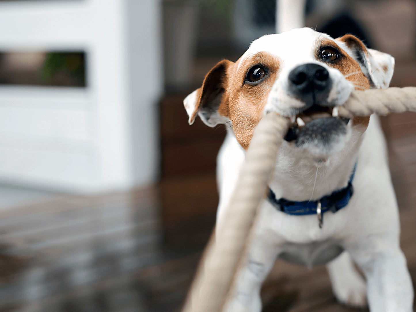 2 Knot Pulley | Dog Natural Cotton Rope Toy