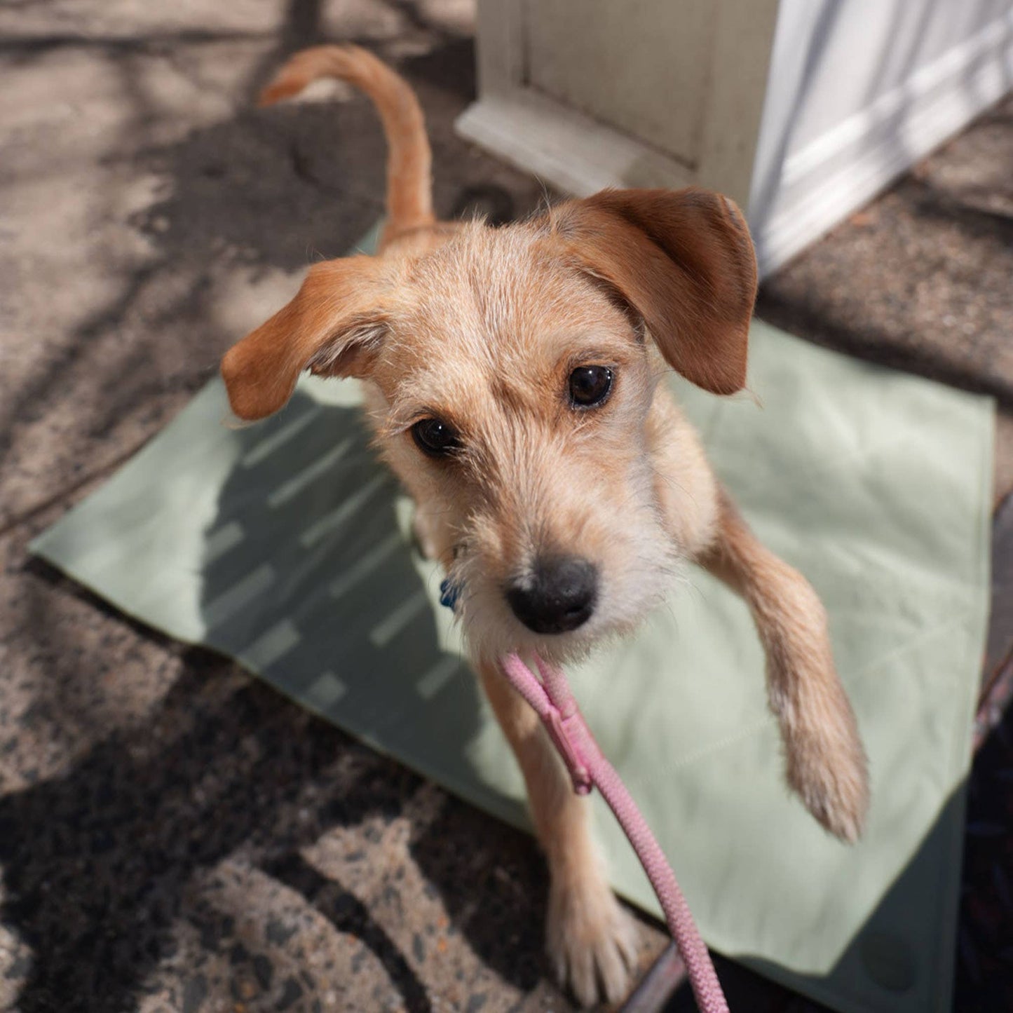 Jouir Pet Travel Mat | Non-slip, Light-weight, Foldable