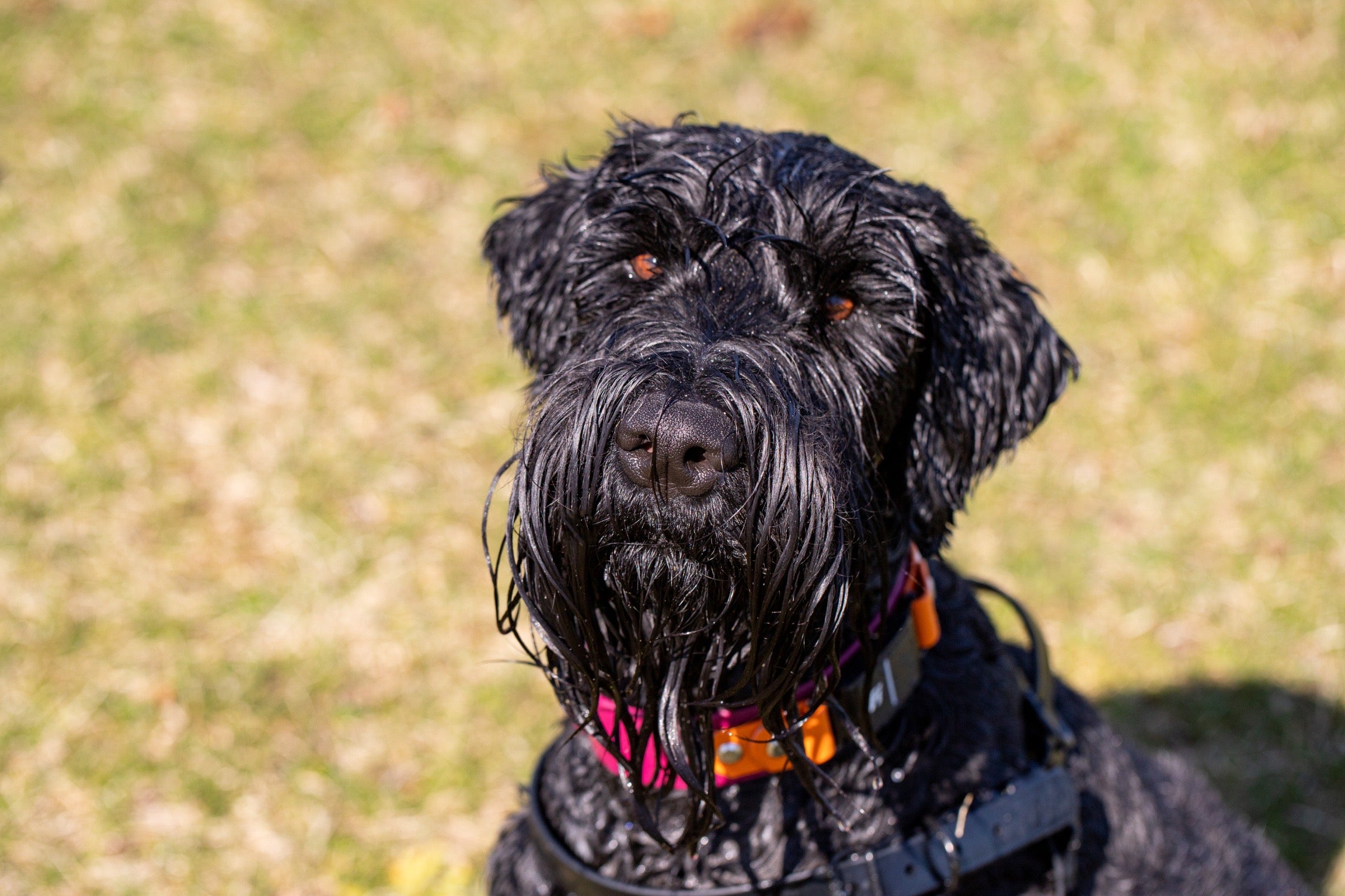 1.5" Fi Dog Collar (series 3) Contigo Dogs