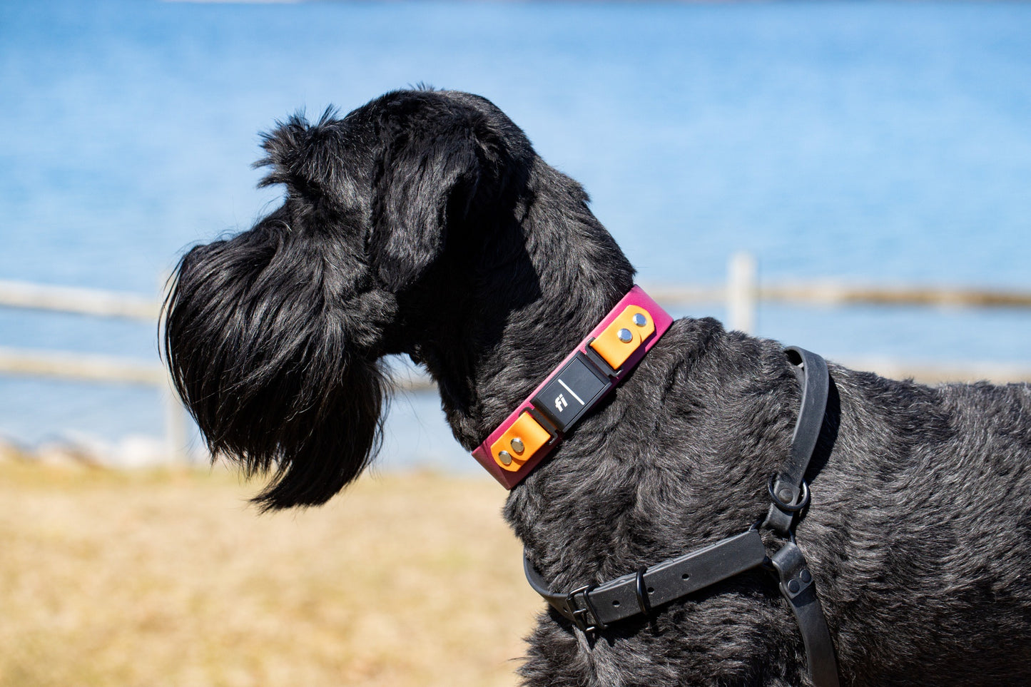 1.5" Fi Dog Collar (series 3)