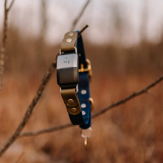 1" Fi Dog Collar (series 2)