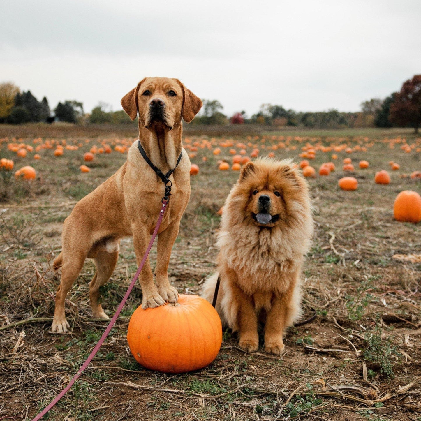 Handsfree Leash - Contigo Dogs