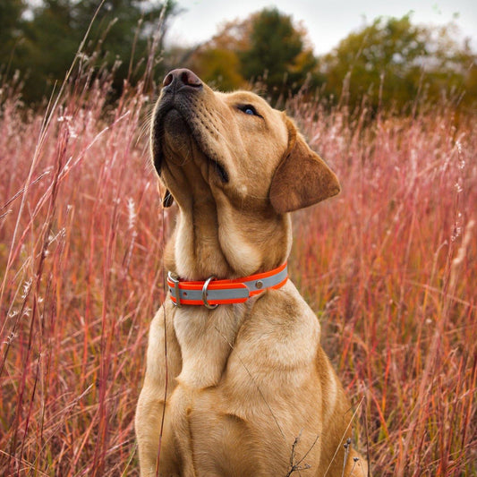 1" Reflective Collar - Contigo Dogs