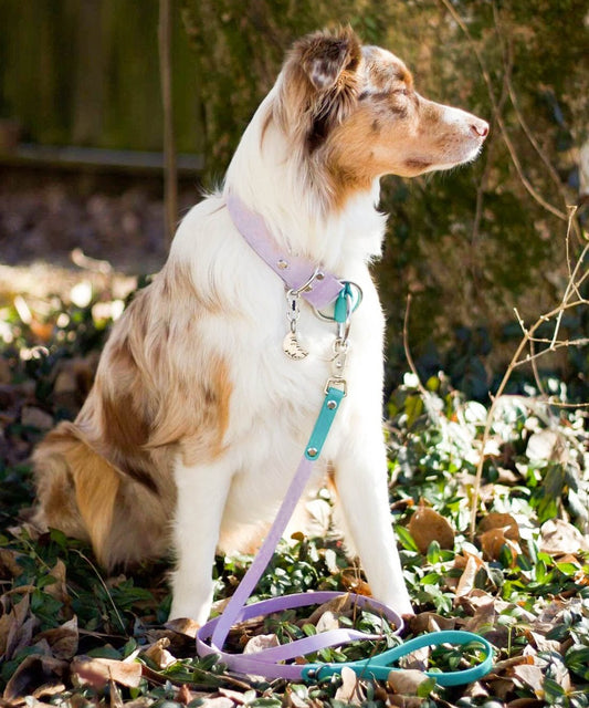 Two Tone Leash