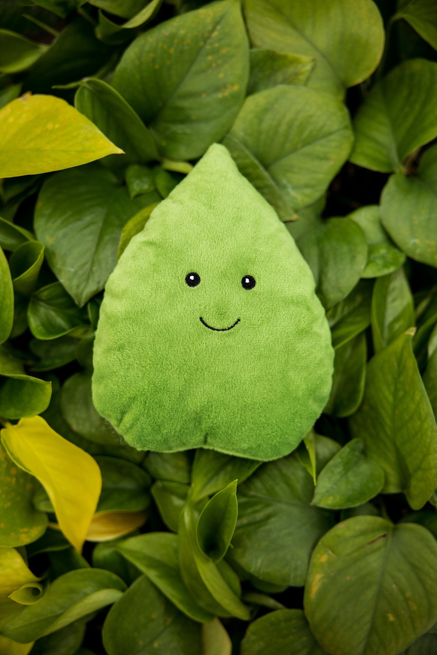 pothos plant pets Pothos – Contigo Dogs